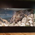 Diorama Ecoturism pe Muntele Trescovat